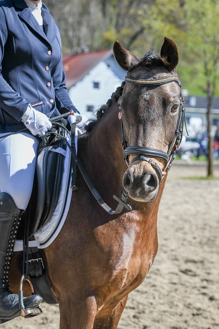 联盟整体的 联盟整体的